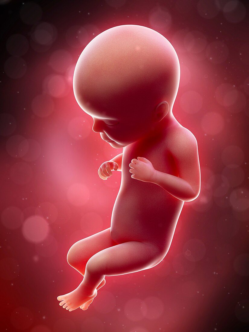Illustration of a human foetus, week 26