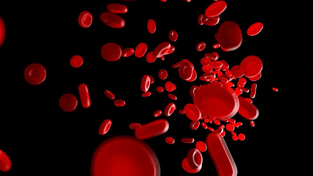 Illustration of human blood cells