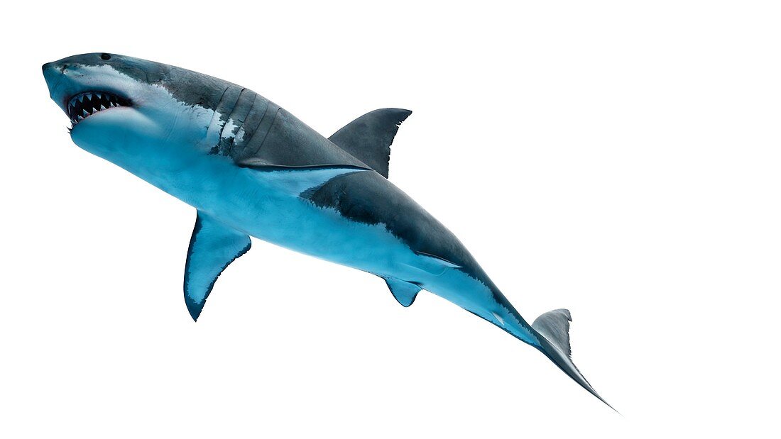 Illustration of a great white shark