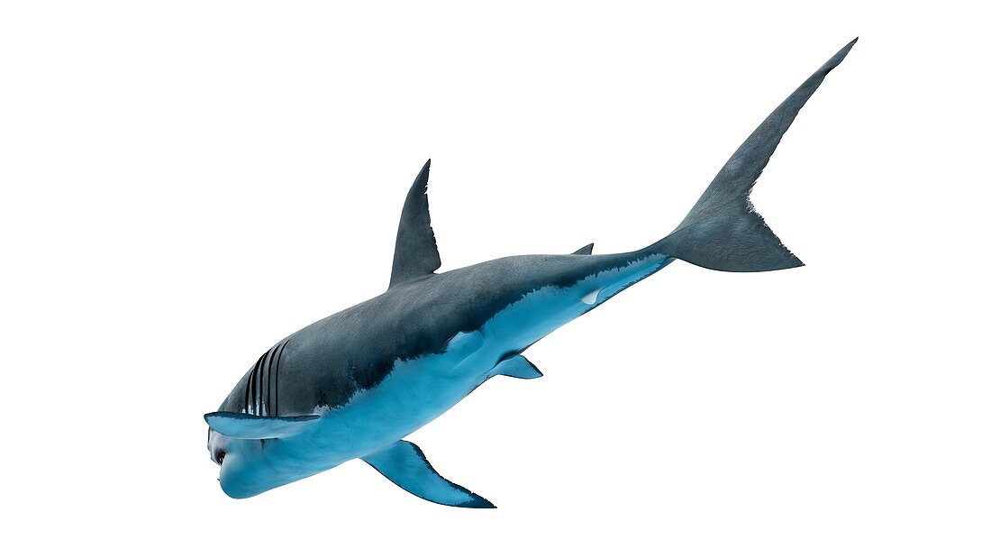 Illustration of a great white shark