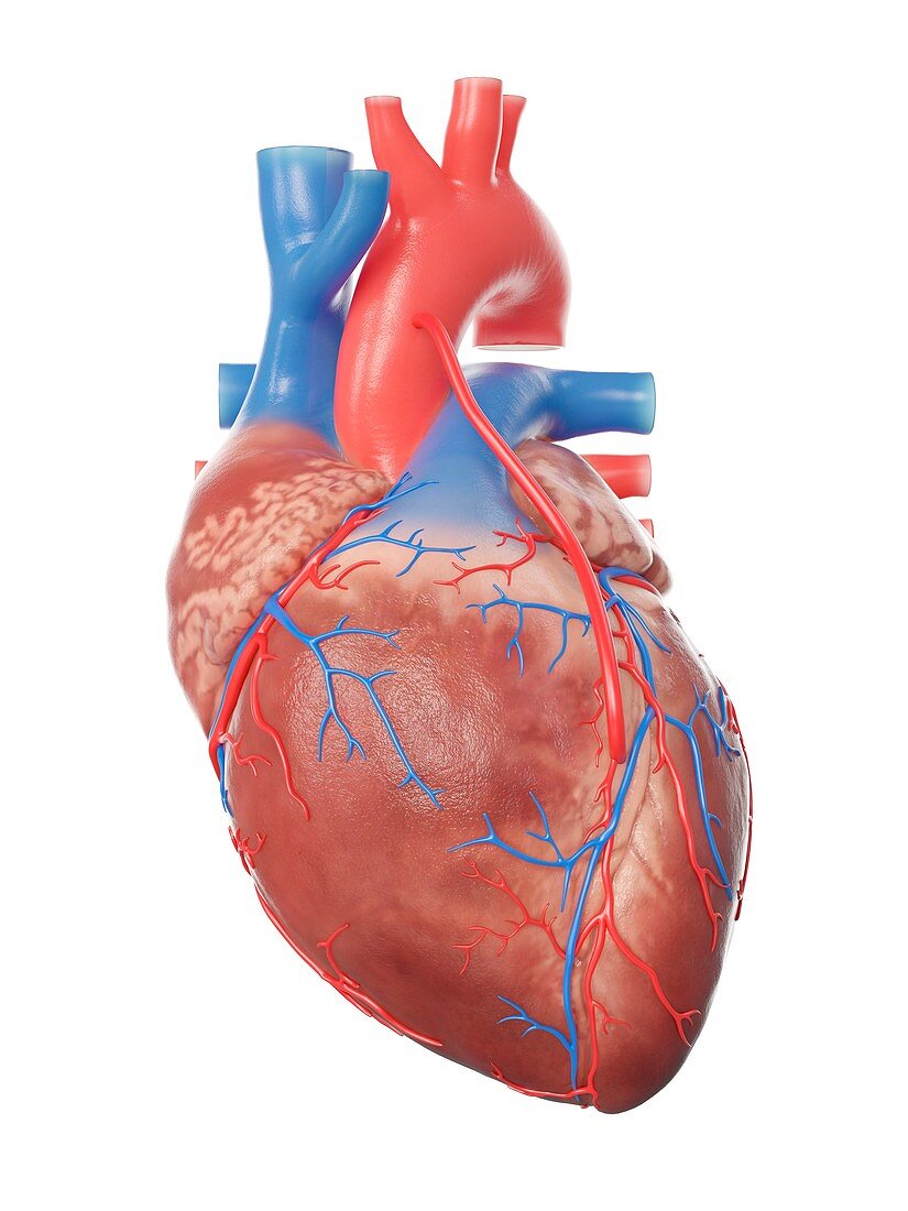 Illustration of a heart with a bypass