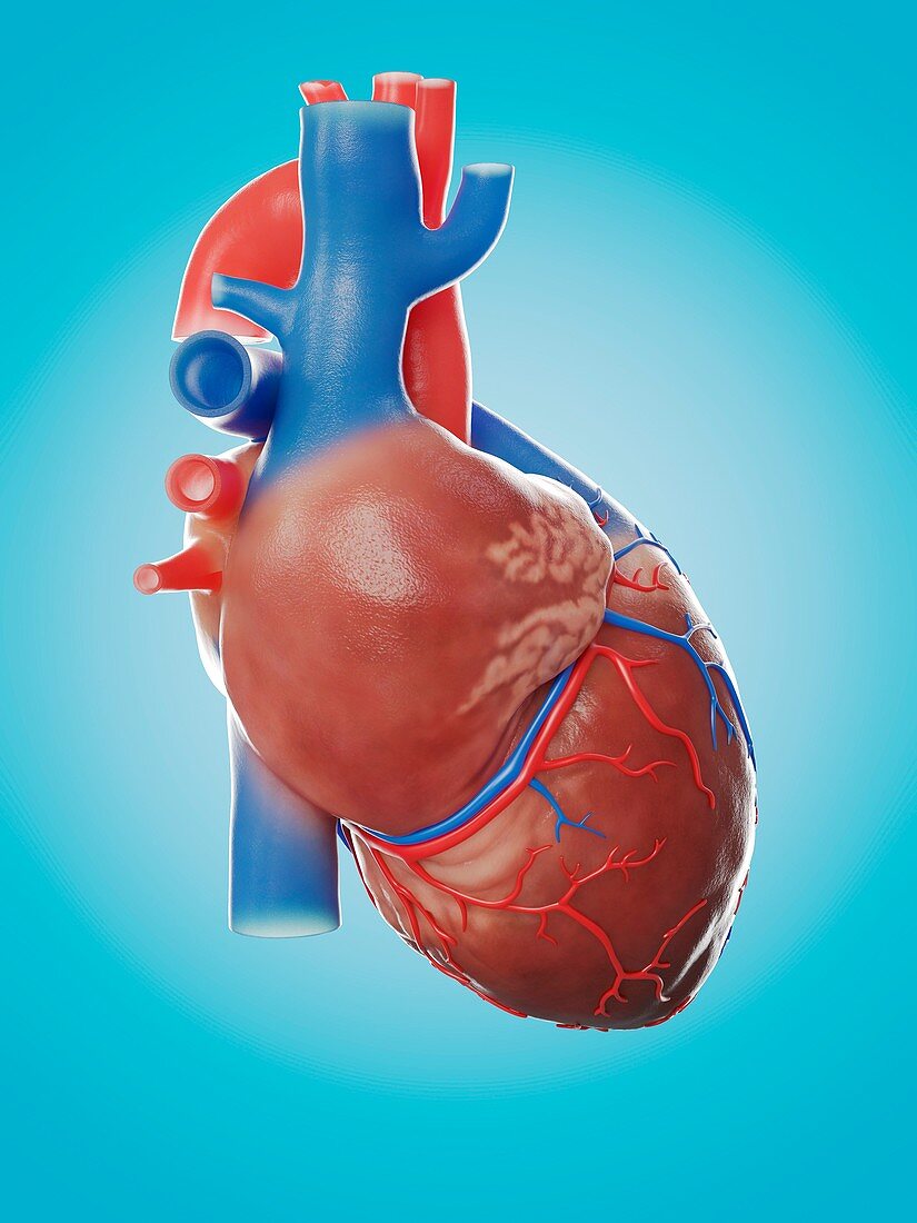 Illustration of the human heart anatomy