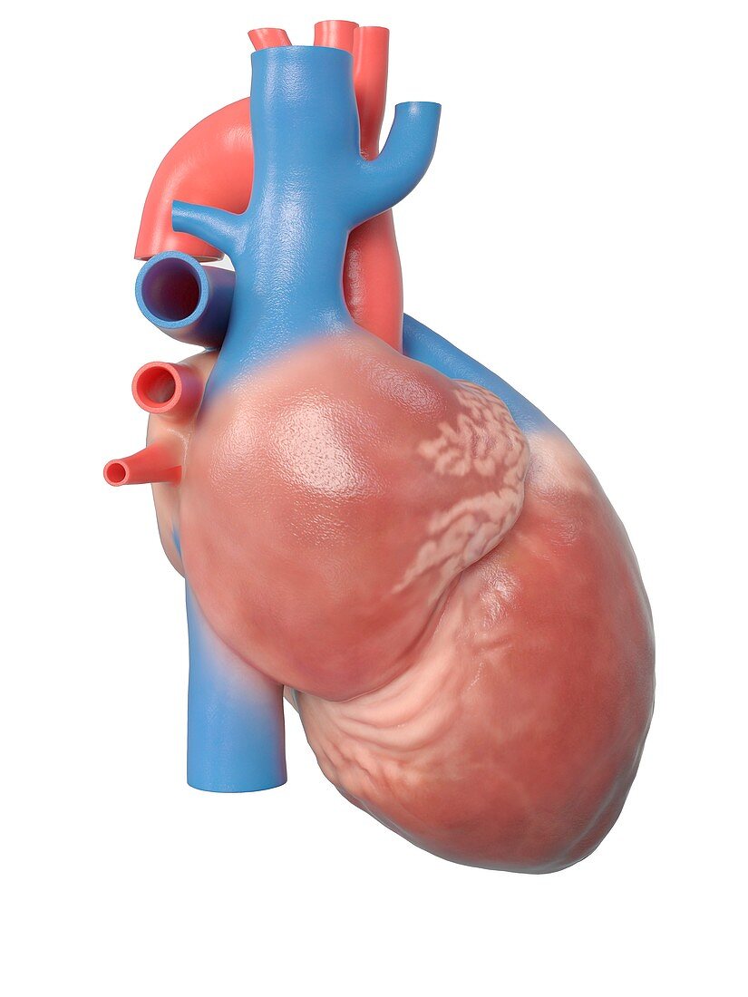 Illustration of the human heart anatomy