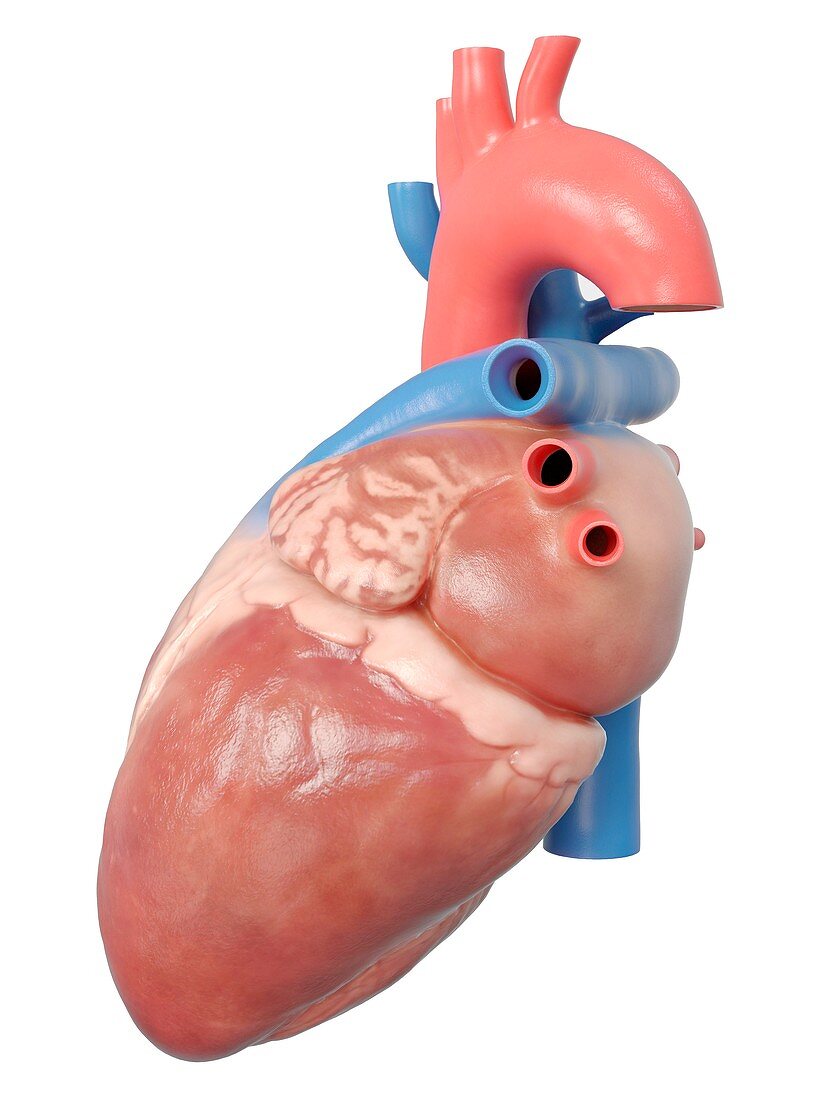 Illustration of the human heart anatomy