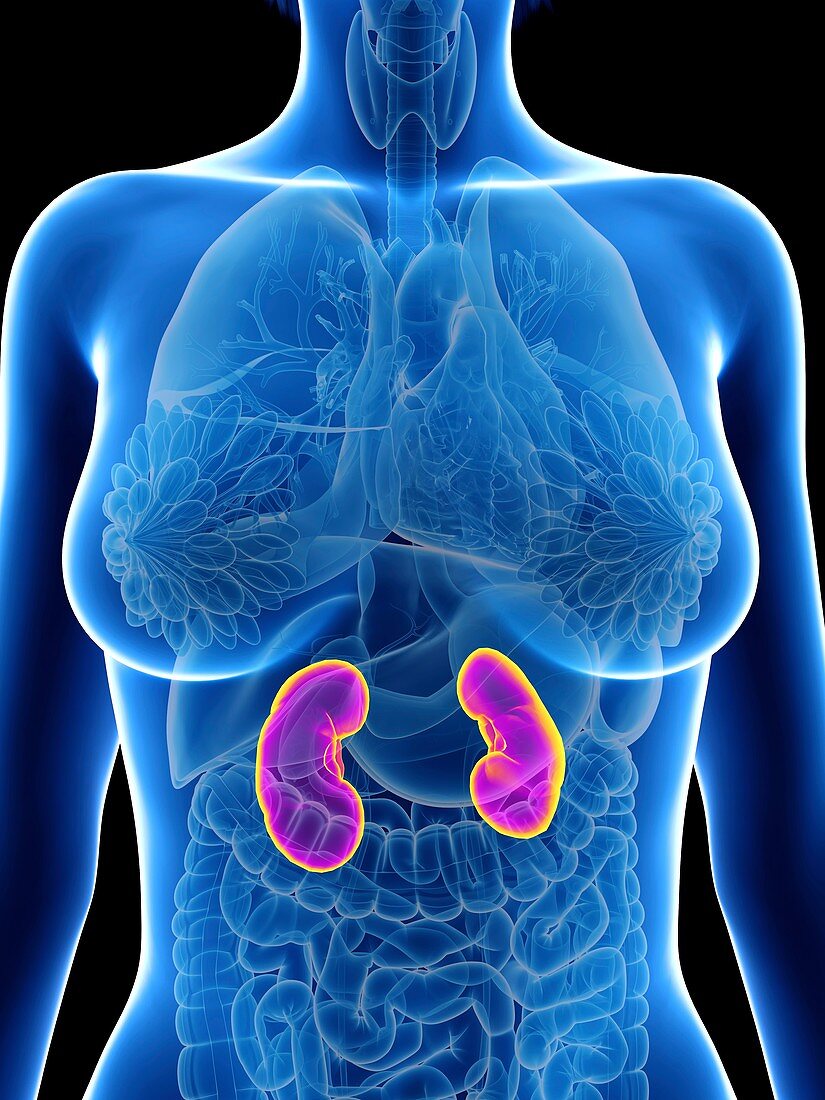 Illustration of a woman's kidneys