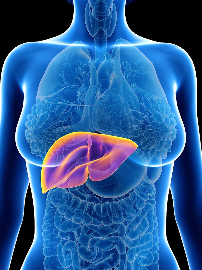 Illustration of a woman's liver