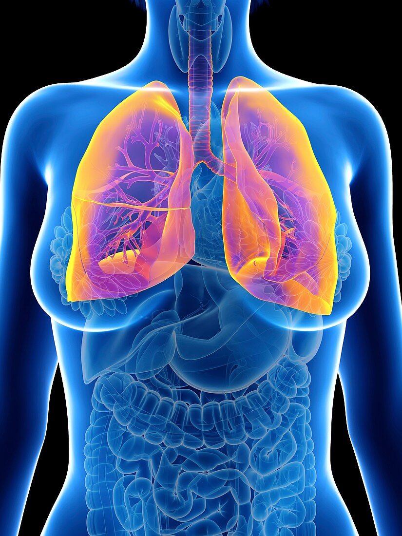 Illustration of a woman's lung