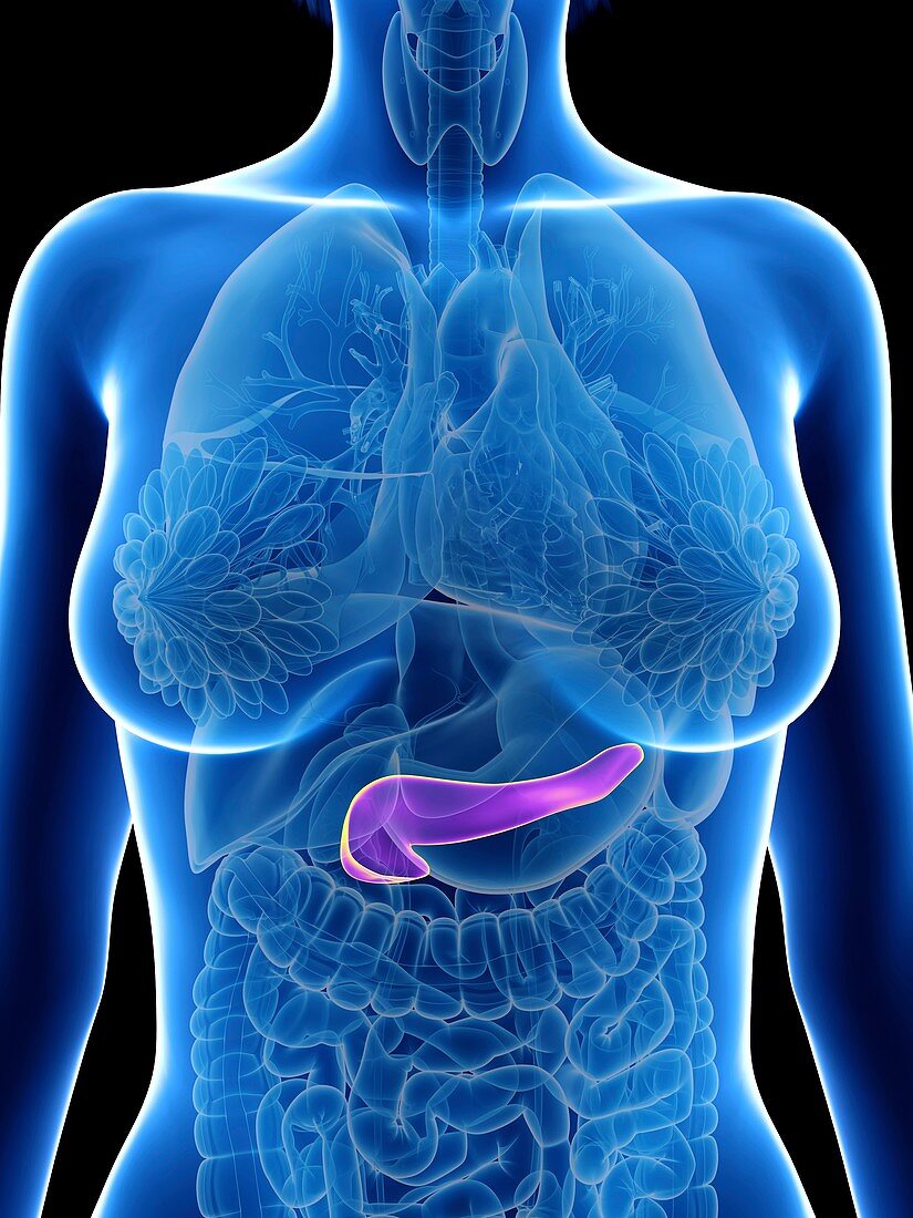 Illustration of a woman's pancreas