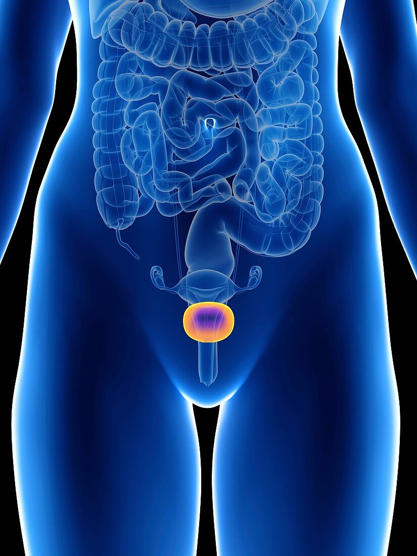 Illustration of a woman's bladder