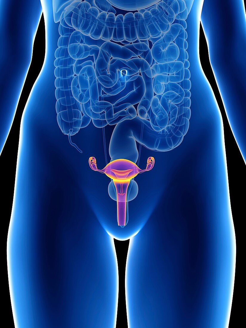 Illustration of a woman's uterus