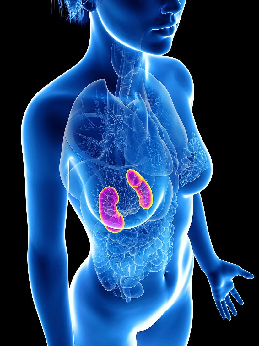 Illustration of a woman's kidneys