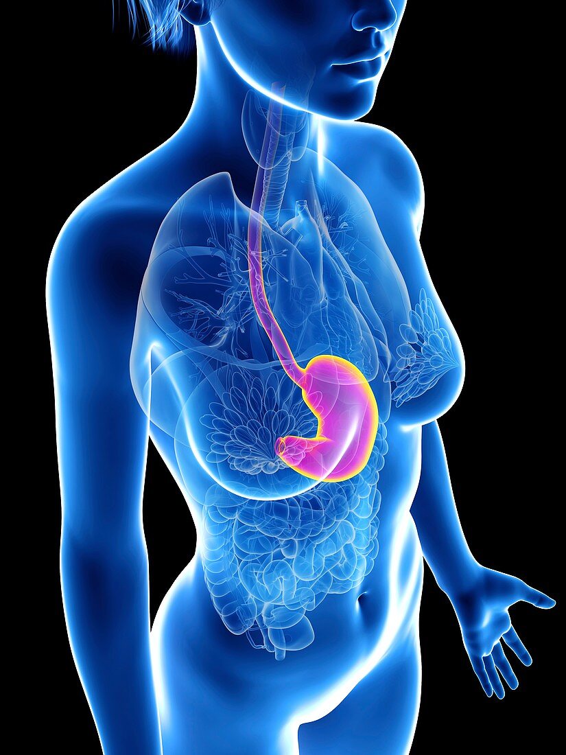 Illustration of a woman's stomach