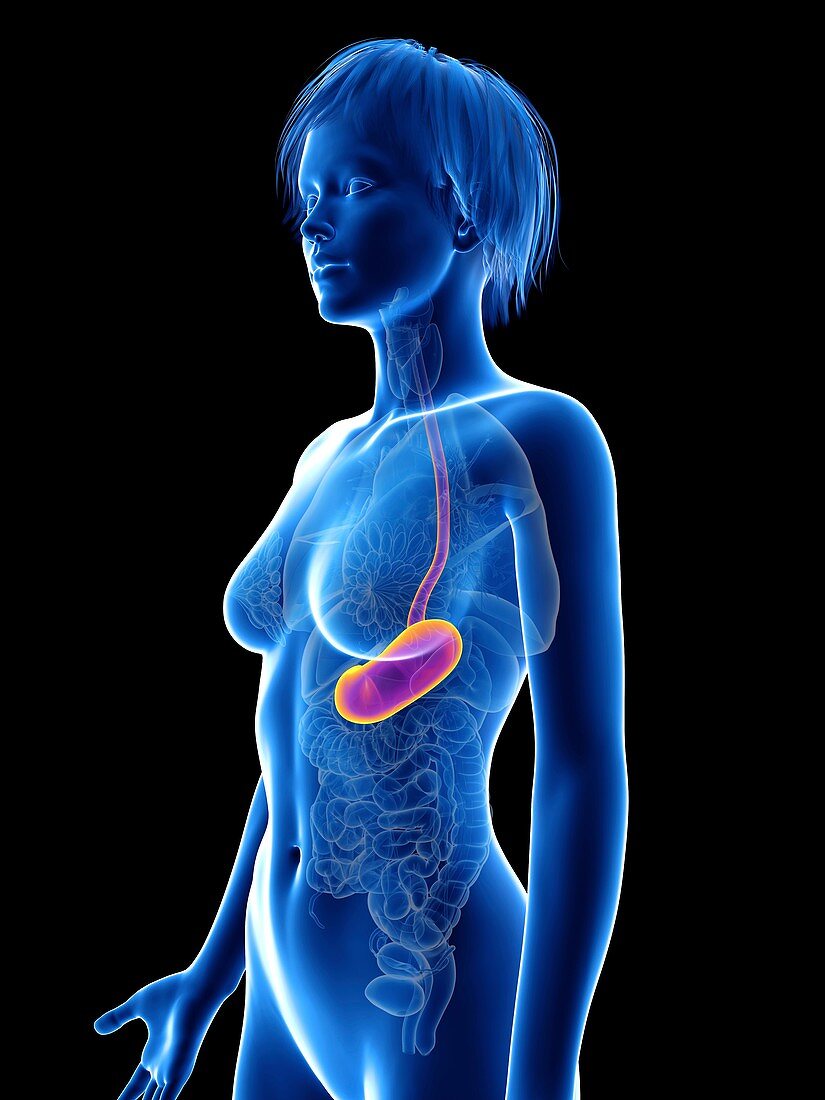 Illustration of a woman's stomach