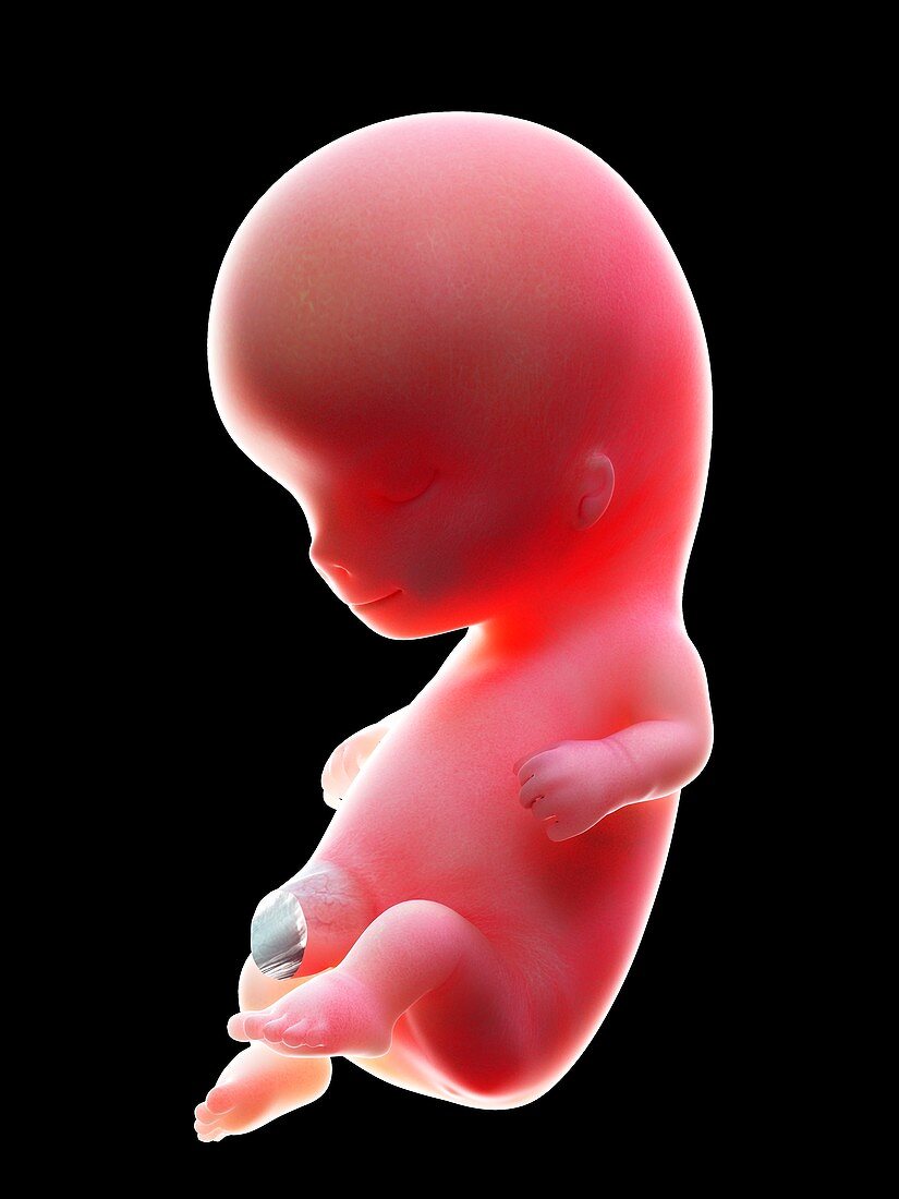Illustration of a human foetus, week 10