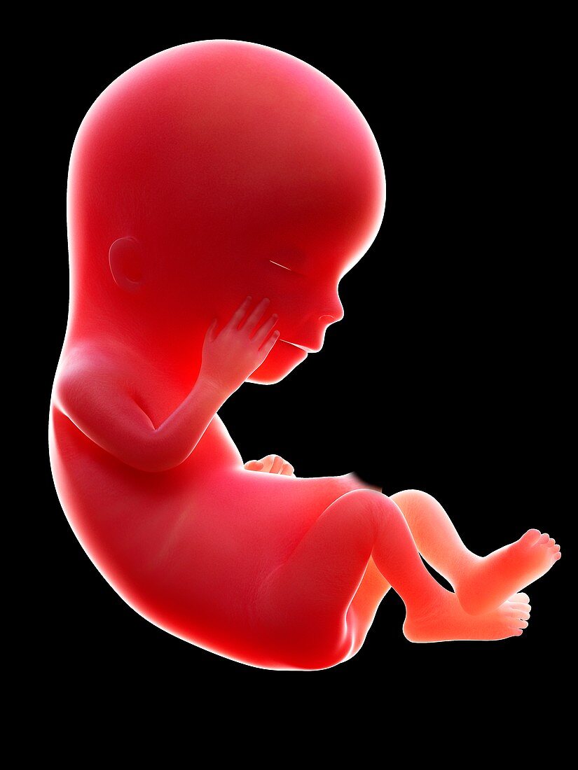 Illustration of a human foetus, week 12
