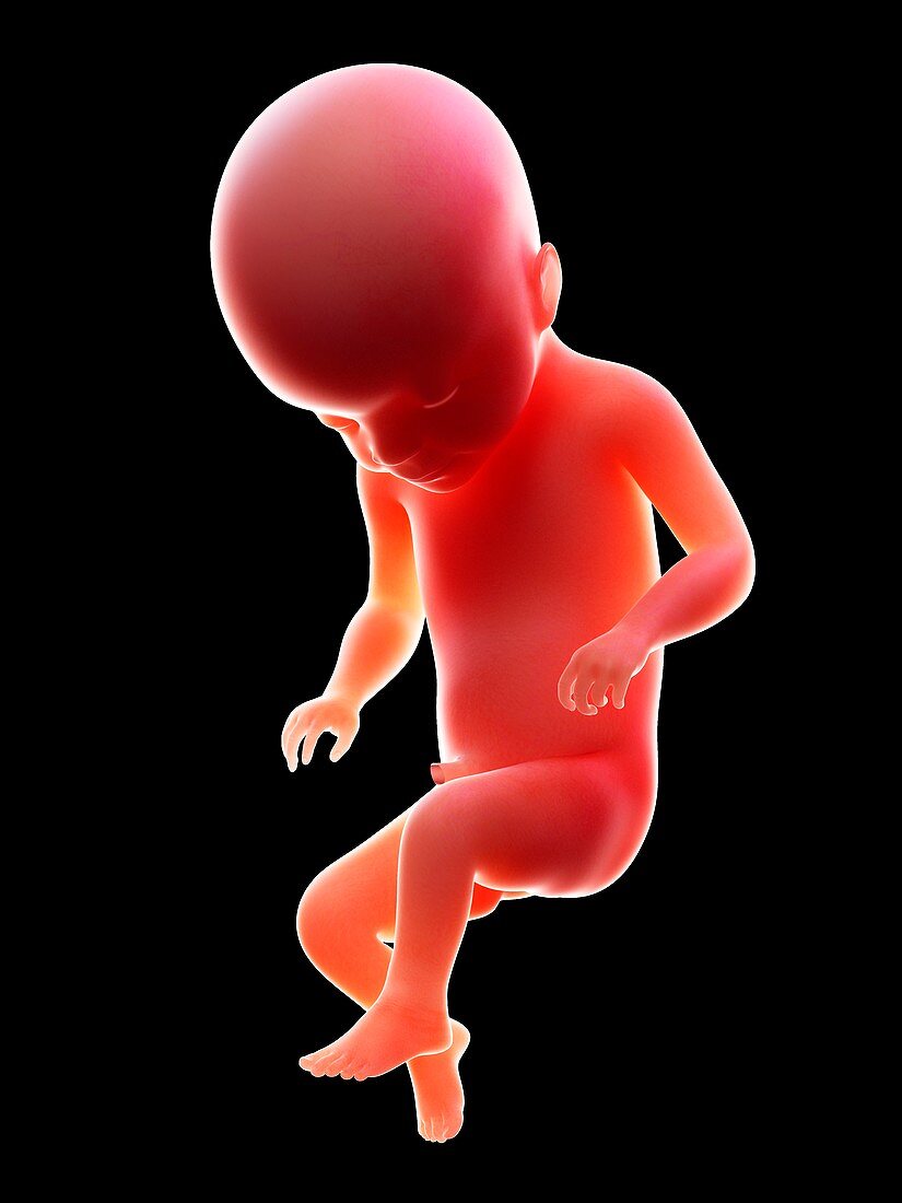 Illustration of a human foetus, week 22