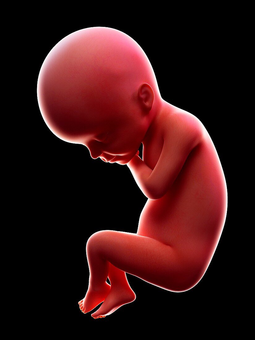 Illustration of a human foetus, week 24