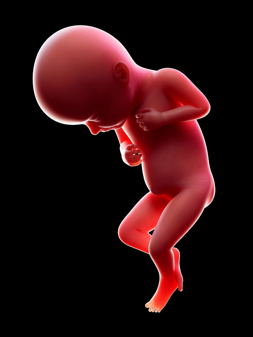 Illustration of a human foetus, week 32
