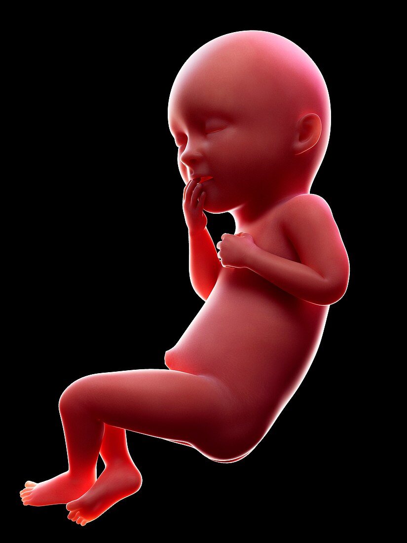 Illustration of a human foetus, week 36