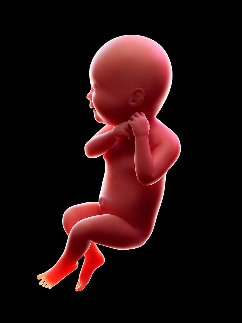 Illustration of a human foetus, week 40