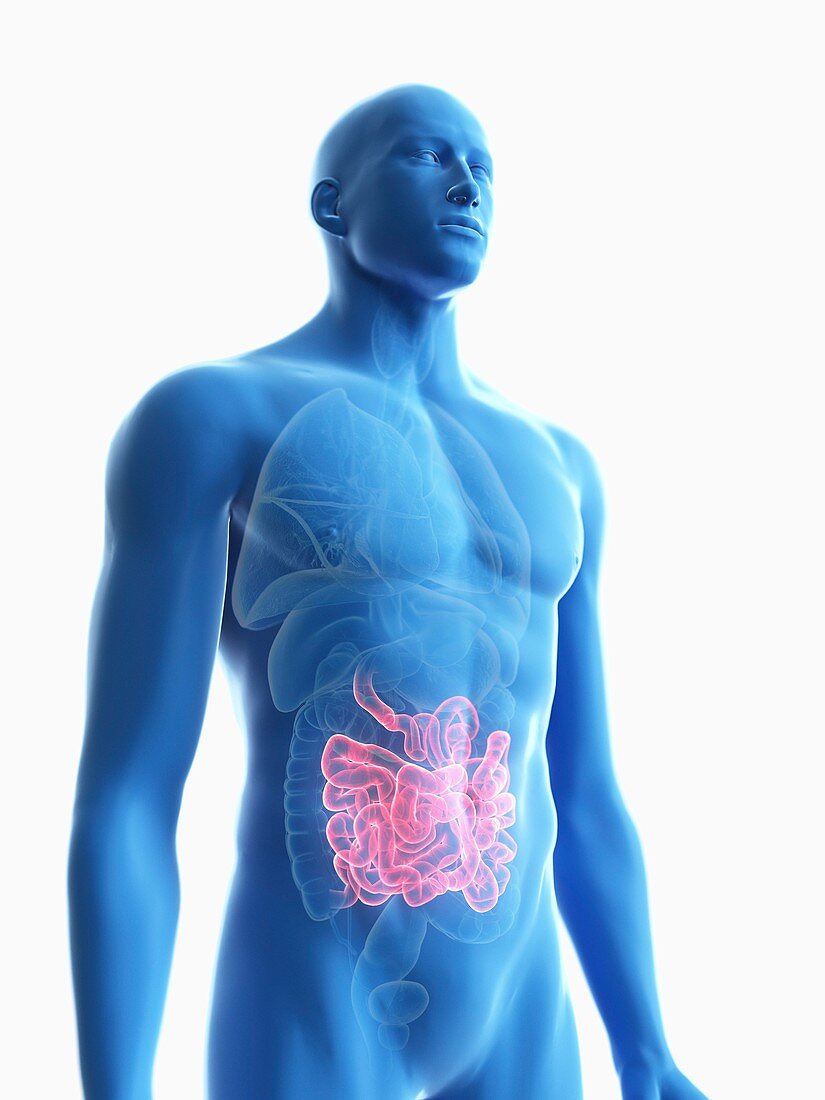 Illustration of a man's small intestine