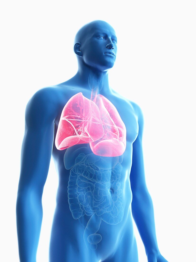 Illustration of a man's lung