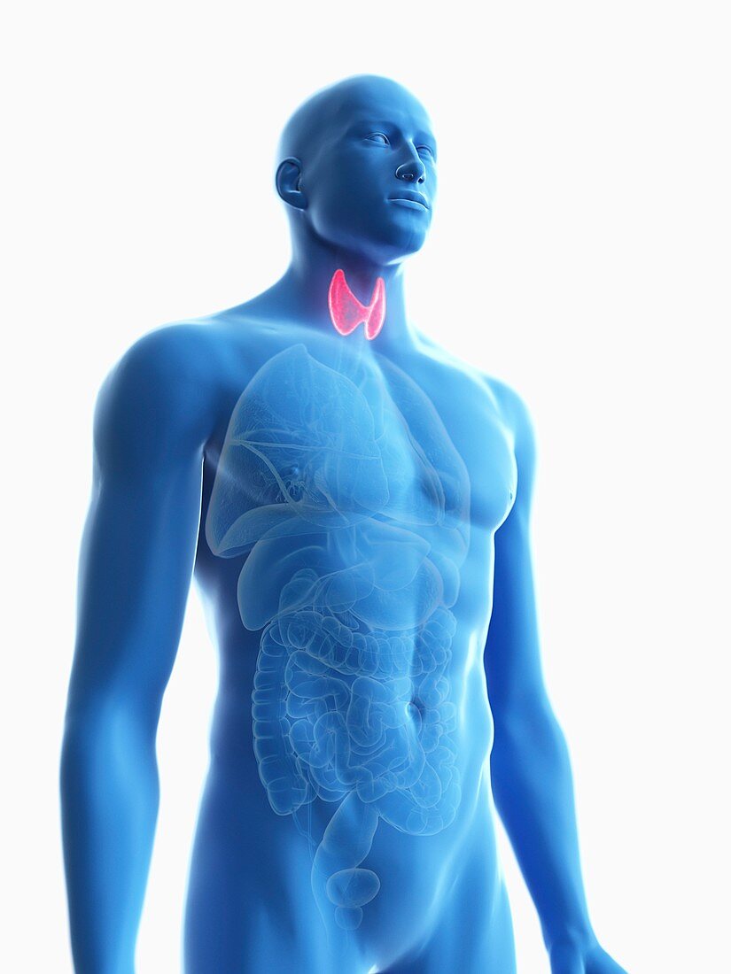 Illustration of a man's thyroid gland