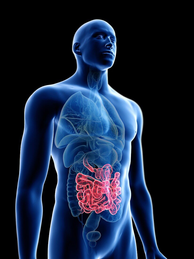 Illustration of a man's small intestine