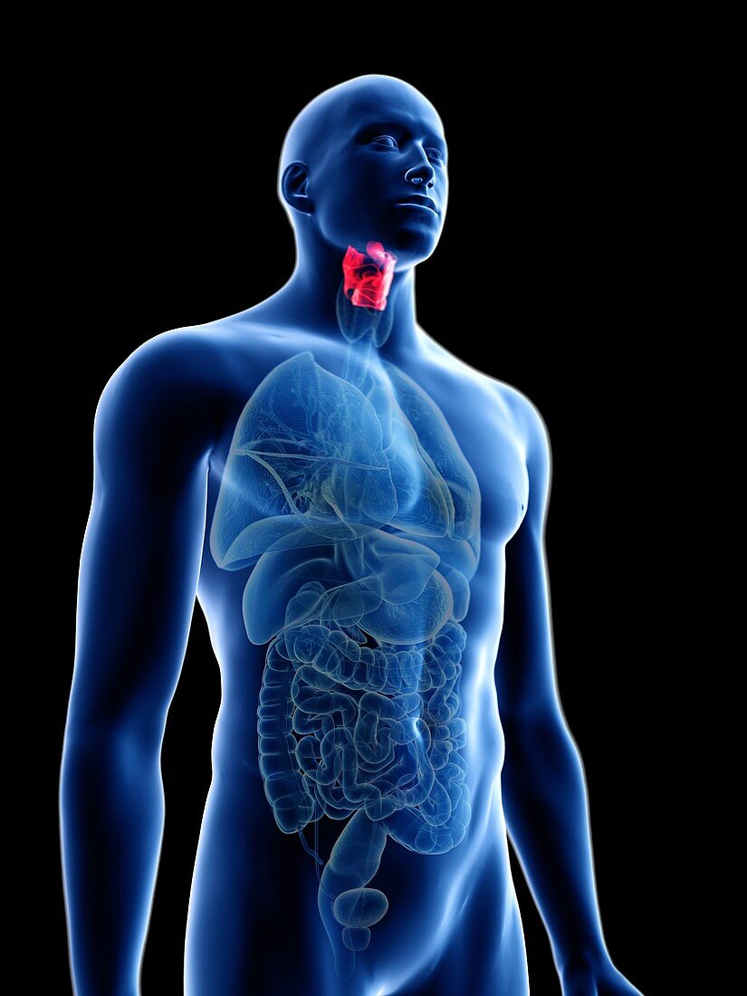 Illustration of a man's larynx