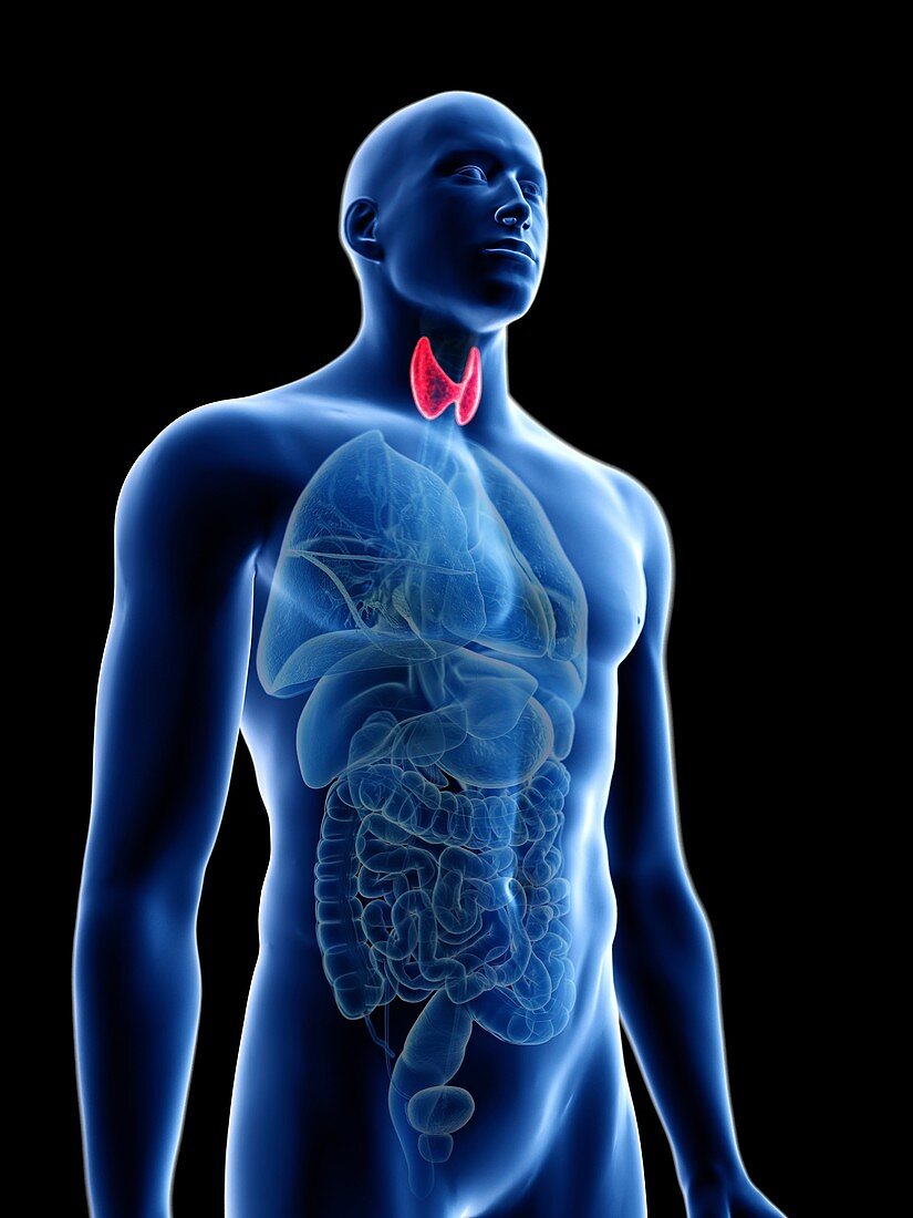 Illustration of a man's thyroid gland