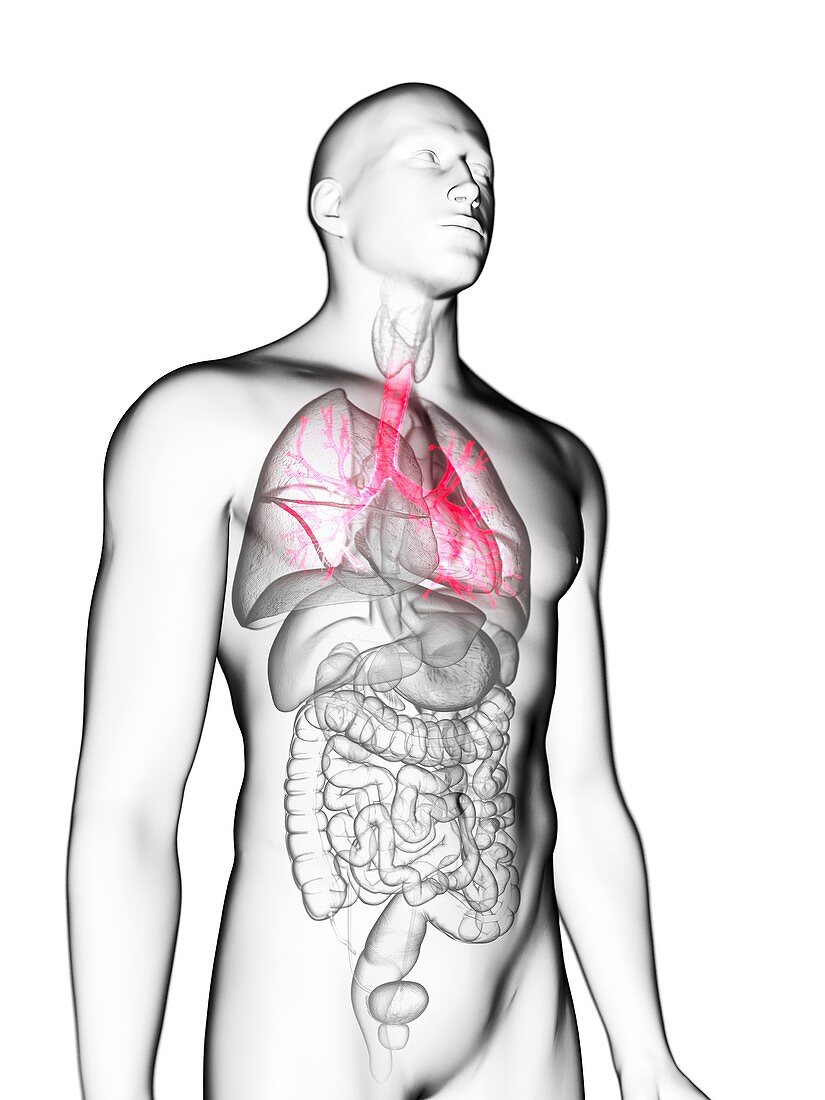 Illustration of a man's bronchi