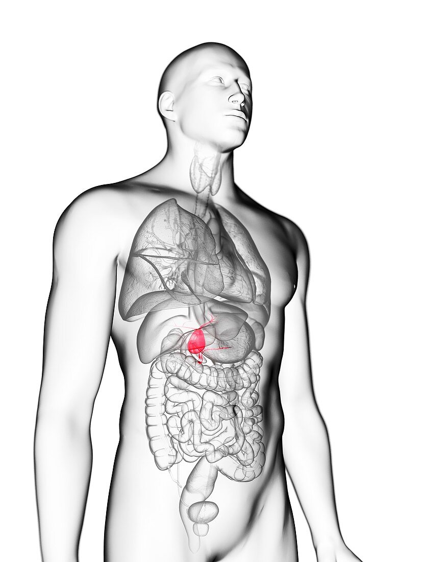 Illustration of a man's gallbladder