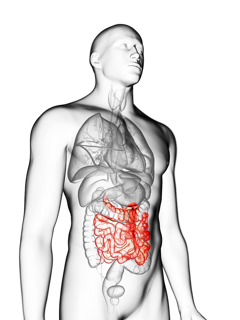 Illustration of a man's small intestine