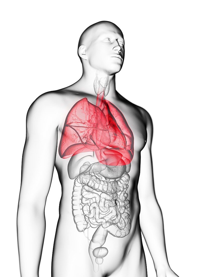 Illustration of a man's lung