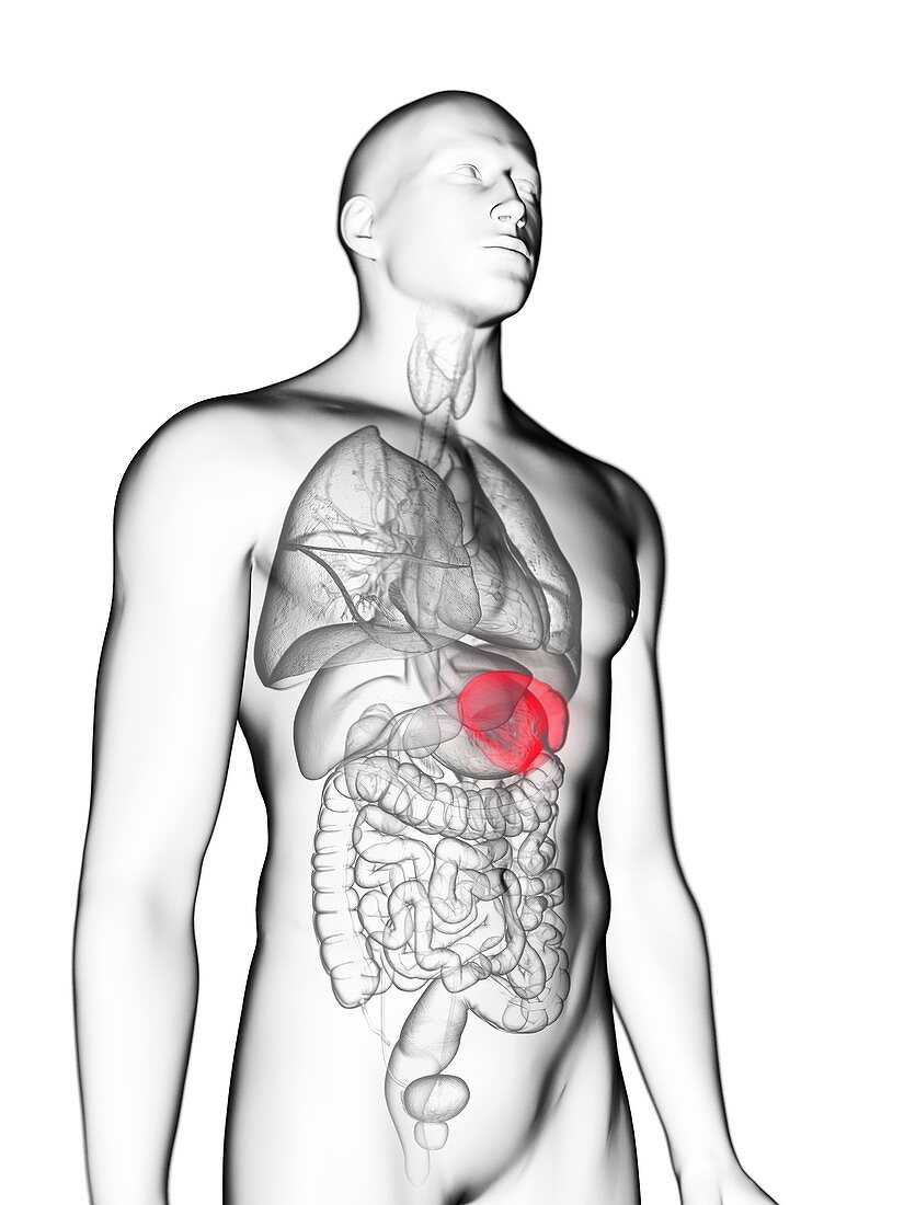 Illustration of a man's spleen