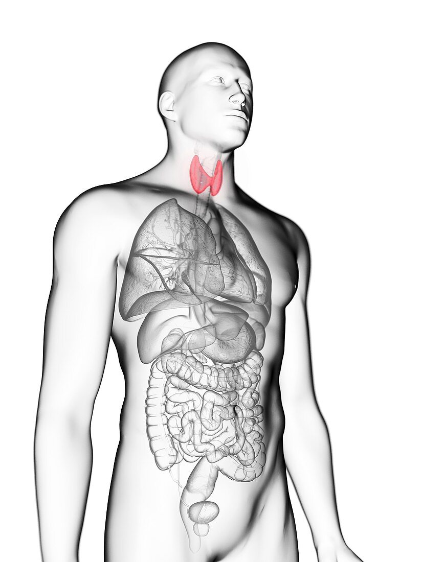 Illustration of a man's thyroid gland