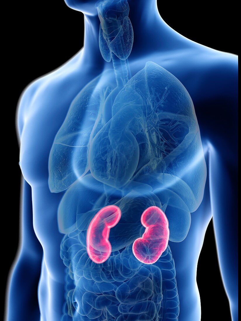 Illustration of a man's kidneys