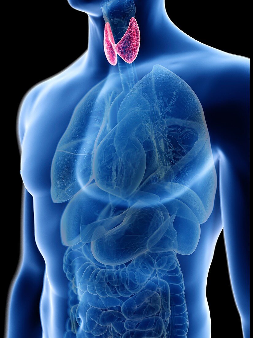 Illustration of a man's thyroid gland