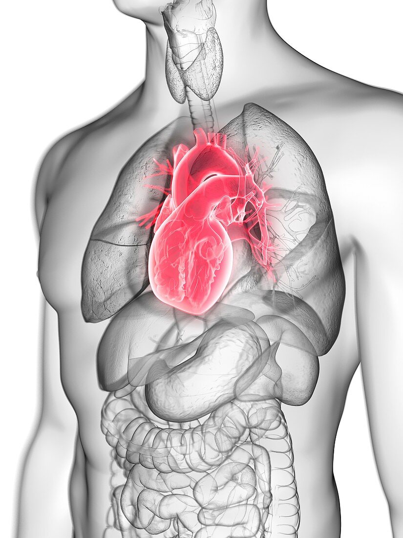 Illustration of a man's heart