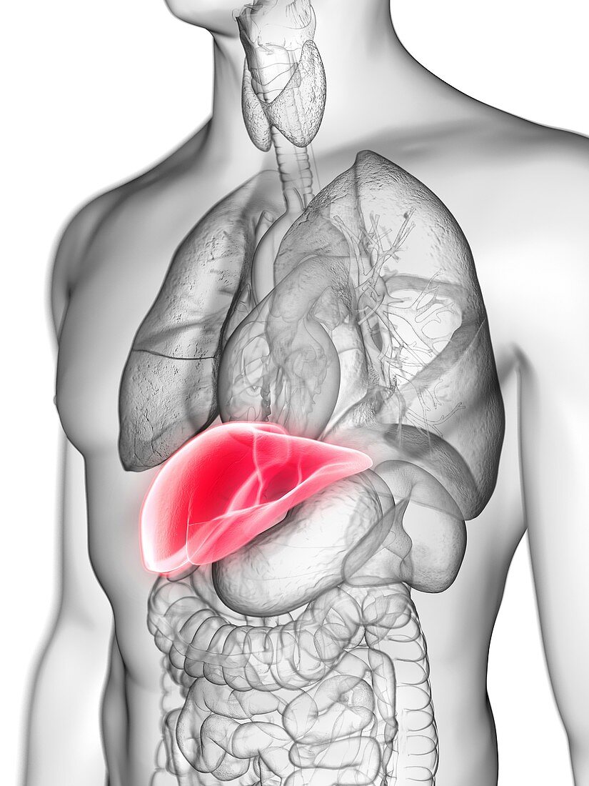 Illustration of a man's liver