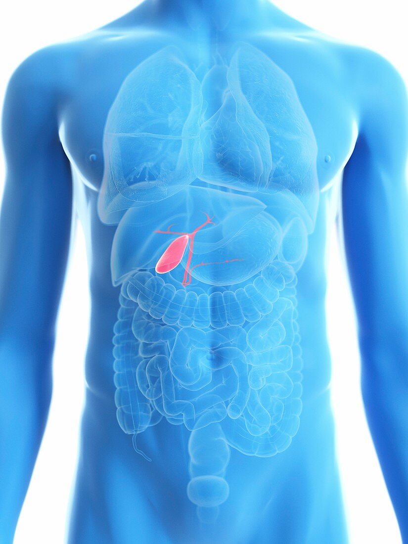 Illustration of a man's gallbladder