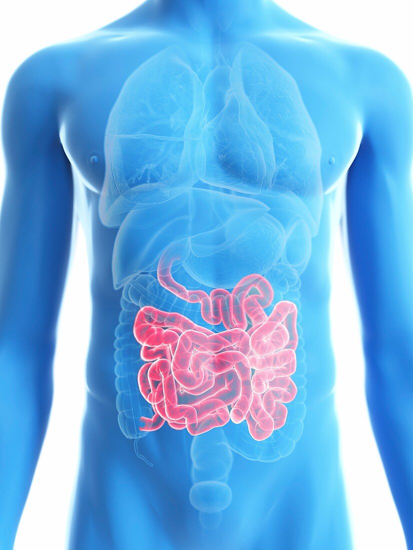 Illustration of a man's small intestine