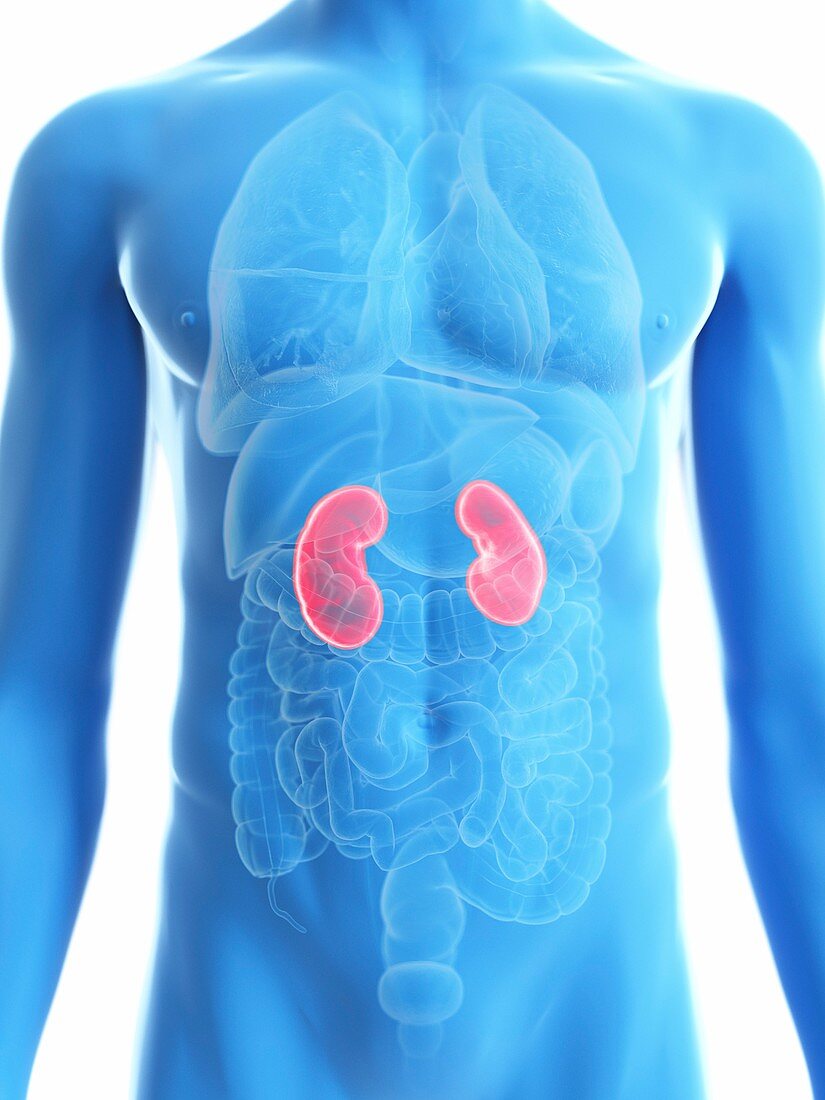 Illustration of a man's kidneys