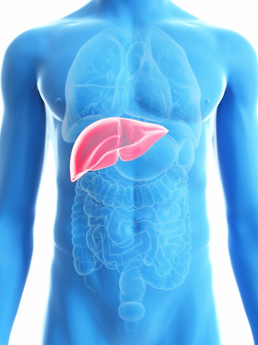 Illustration of a man's liver