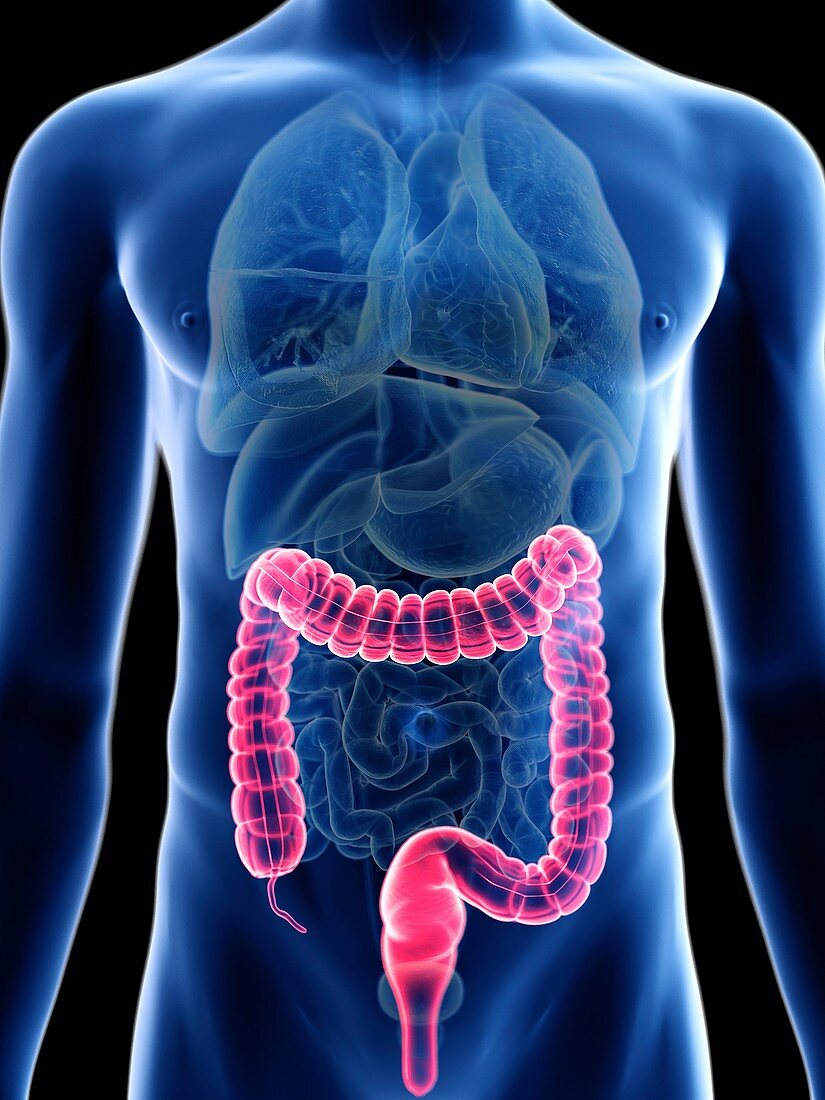 Illustration of a man's colon