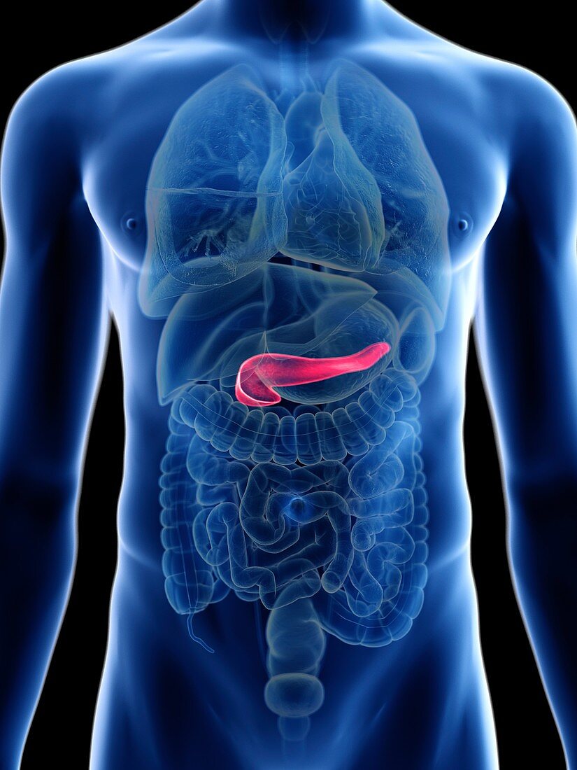 Illustration of a man's pancreas