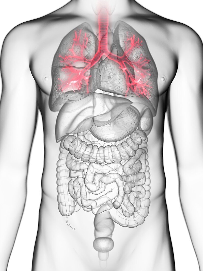 Illustration of a man's bronchi