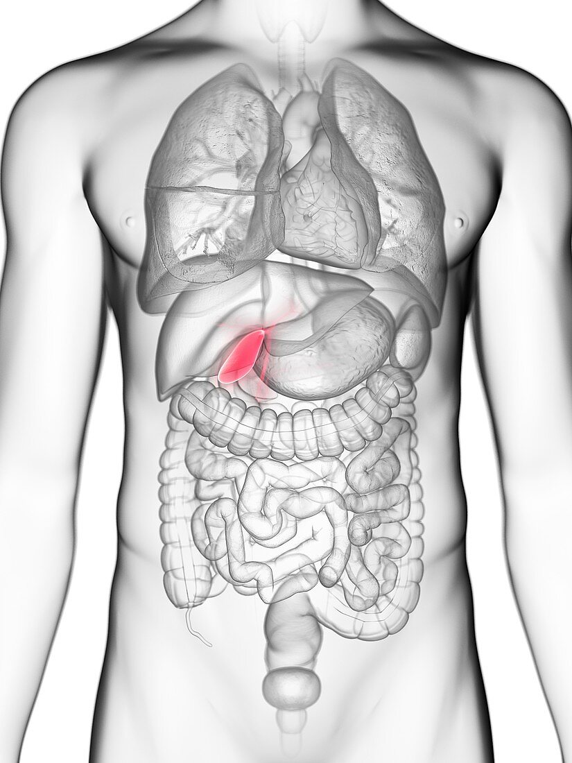 Illustration of a man's gallbladder