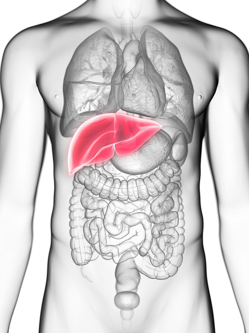 Illustration of a man's liver