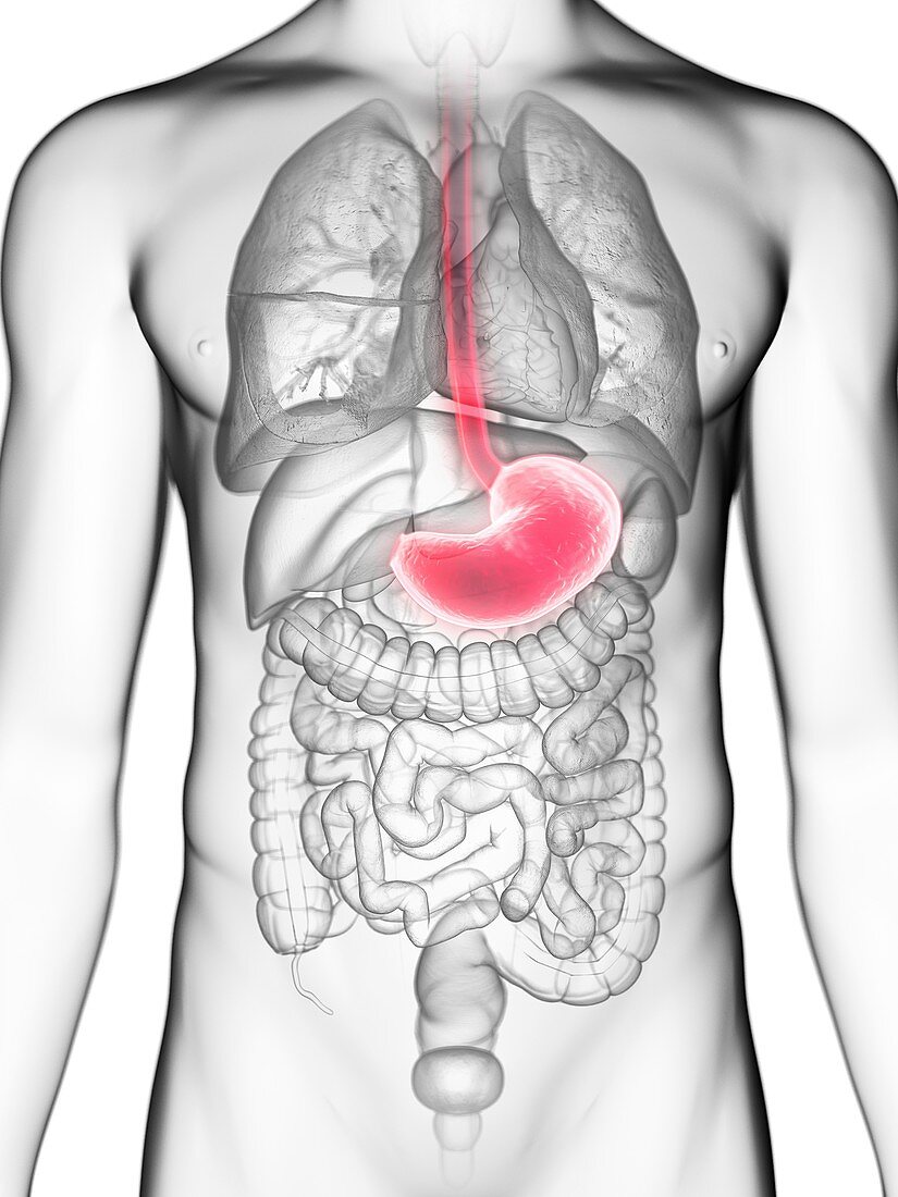 Illustration of a man's stomach